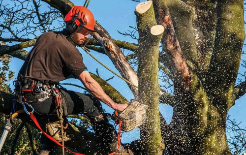 Jasa Tebang Pohon: Layanan Cepat, Aman, dan Ramah Lingkungan